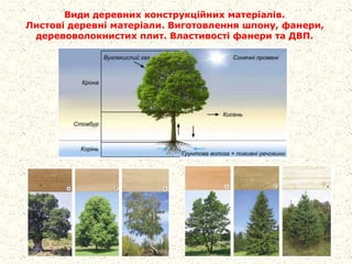 Види деревних конструкційних матеріалів.
Листові деревні матеріали. Виготовлення шпону, фанери,
деревоволокнистих плит. Властивості фанери та ДВП.
 