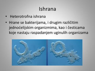 Ishrana
• Heterotrofna ishrana
• Hrane se bakterijama, i drugim različitim
jednoćelijskim organizmima, kao i česticama
koje nastaju raspadanjem uginulih organizama
 