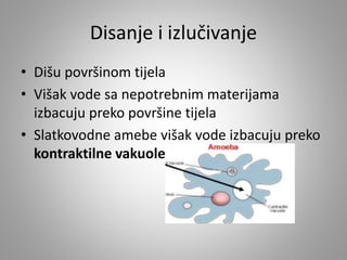 Disanje i izlučivanje
• Dišu površinom tijela
• Višak vode sa nepotrebnim materijama
izbacuju preko površine tijela
• Slatkovodne amebe višak vode izbacuju preko
kontraktilne vakuole
 