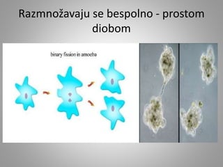 Razmnožavaju se bespolno - prostom
diobom
 