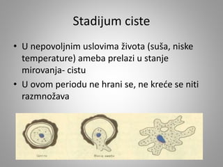 Stadijum ciste
• U nepovoljnim uslovima života (suša, niske
temperature) ameba prelazi u stanje
mirovanja- cistu
• U ovom periodu ne hrani se, ne kreće se niti
razmnožava
 