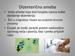Dizenterična ameba
• Vrsta amebe koja kod čovjeka izaziva teško
oboljenje-dizenteriju
• Živi u crijevima i hrani se crvenim krvnim
zrncima
• Čovjek se može zaraziti putem nedovoljno
opranog voća i povrća, kao i preko prljavih
ruku
 