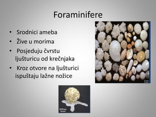 Foraminifere
• Srodnici ameba
• Žive u morima
• Posjeduju čvrstu
ljušturicu od krečnjaka
• Kroz otvore na ljušturici
ispuštaju lažne nožice
 