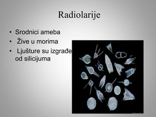 Radiolarije
• Srodnici ameba
• Žive u morima
• Ljušture su izgrađene
od silicijuma
 