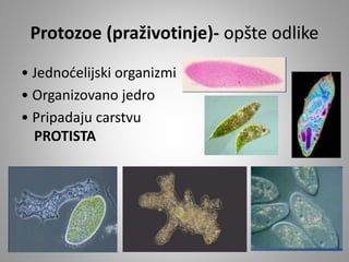 Protozoe (praživotinje)- opšte odlike
• Jednoćelijski organizmi
• Organizovano jedro
• Pripadaju carstvu
PROTISTA
 