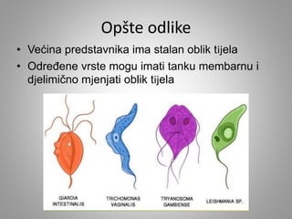 Opšte odlike
• Većina predstavnika ima stalan oblik tijela
• Određene vrste mogu imati tanku membarnu i
djelimično mjenjati oblik tijela
 