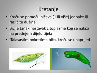Kretanje
• Kreću se pomoću bičeva (1 ili više) jednake ili
različite dužine
• Bič je tanak nastavak citoplazme koji se nalazi
na prednjem dijelu tijela
• Talasastim pokretima biča, kreću se unaprijed
 