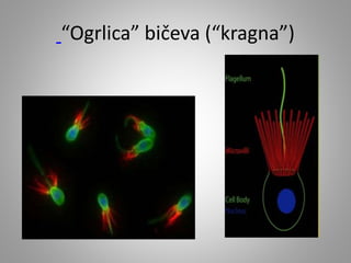 “Ogrlica” bičeva (“kragna”)
 