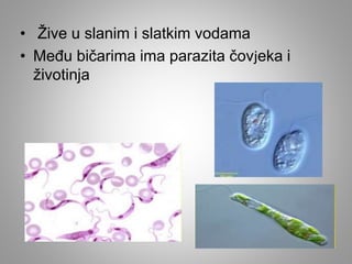 • Žive u slanim i slatkim vodama
• Među bičarima ima parazita čovjeka i
životinja
 