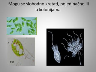 Mogu se slobodno kretati, pojedinačno ili
u kolonijama
 