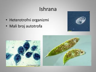 Ishrana
• Heterotrofni organizmi
• Mali broj autotrofa
 