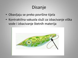 Disanje
• Obavljaju se preko površine tijela
• Kontraktilna vakuola služi za izbacivanje viška
vode i izbacivanje štetnih materija
 