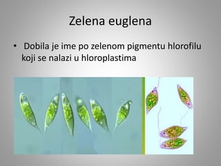 Zelena euglena
• Dobila je ime po zelenom pigmentu hlorofilu
koji se nalazi u hloroplastima
 