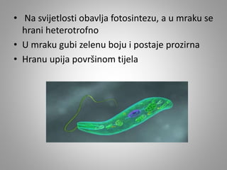 • Na svijetlosti obavlja fotosintezu, a u mraku se
hrani heterotrofno
• U mraku gubi zelenu boju i postaje prozirna
• Hranu upija površinom tijela
 