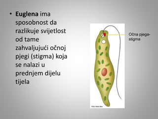 • Euglena ima
sposobnost da
razlikuje svijetlost
od tame
zahvaljujući očnoj
pjegi (stigma) koja
se nalazi u
prednjem dijelu
tijela
Očna pjega-
stigma
 