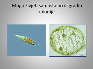 Mogu živjeti samostalno ili graditi
kolonije
 
