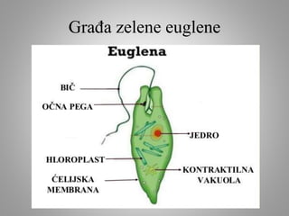 Građa zelene euglene
 