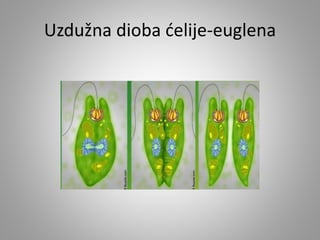 Uzdužna dioba ćelije-euglena
 