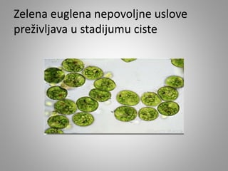 Zelena euglena nepovoljne uslove
preživljava u stadijumu ciste
 
