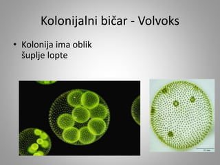 Kolonijalni bičar - Volvoks
• Kolonija ima oblik
šuplje lopte
 