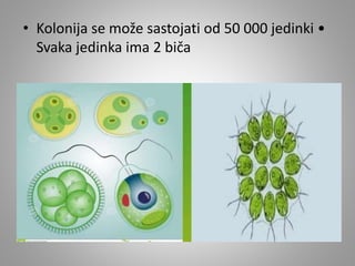 • Kolonija se može sastojati od 50 000 jedinki •
Svaka jedinka ima 2 biča
 