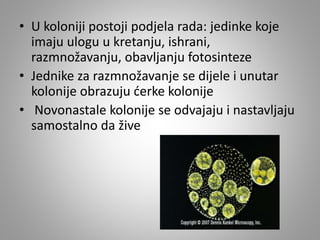 • U koloniji postoji podjela rada: jedinke koje
imaju ulogu u kretanju, ishrani,
razmnožavanju, obavljanju fotosinteze
• Jednike za razmnožavanje se dijele i unutar
kolonije obrazuju ćerke kolonije
• Novonastale kolonije se odvajaju i nastavljaju
samostalno da žive
 