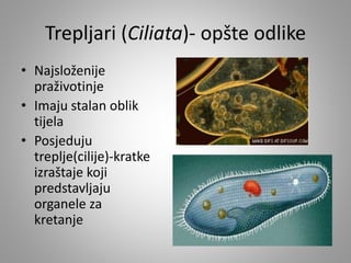 Trepljari (Ciliata)- opšte odlike
• Najsloženije
praživotinje
• Imaju stalan oblik
tijela
• Posjeduju
treplje(cilije)-kratke
izraštaje koji
predstavljaju
organele za
kretanje
 