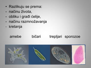 • Razlikuju se prema:
- načinu života,
- obliku i građi ćelije,
- načinu razmnožavanja
- kretanja
amebe bičari trepljari sporozoe
 