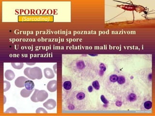 (Sarcodina)
 