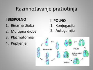 Razmnožavanje pražiotinja
I BESPOLNO
1. Binarna dioba
2. Multipna dioba
3. Plazmotomija
4. Pupljenje
II POLNO
1. Konjugacija
2. Autogamija
 