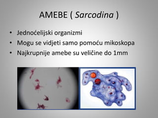 AMEBE ( Sarcodina )
• Jednoćelijski organizmi
• Mogu se vidjeti samo pomoću mikoskopa
• Najkrupnije amebe su veličine do 1mm
 