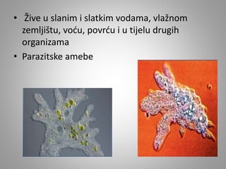 • Žive u slanim i slatkim vodama, vlažnom
zemljištu, voću, povrću i u tijelu drugih
organizama
• Parazitske amebe
 