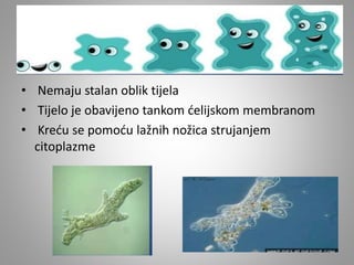 • Nemaju stalan oblik tijela
• Tijelo je obavijeno tankom ćelijskom membranom
• Kreću se pomoću lažnih nožica strujanjem
citoplazme
 