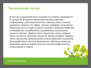 В листьях и надземной части содержатся углеводы, витамины (Е,
К, группы В, фолиевая и фолиновая кислоты, каротин),
птерокатпаны, дубильные вещества, стероиды, воска, хиноны,
сапонины, стерины и их эфиры, липиды, кумарины, куместролы.
Надземная часть клевера лугового содержит гликозиды трифолин
и изотрифолин, аскорбиновую, кумариновую, салициловую
кислоты, каротин, эфирное масло, алкалоиды, смолы, жирные
масла, пигменты, витамины группы В. Цветки содержат эфирное
масло, фенольные, ароматические и азотсодержащие соединения,
фенолкарбоновые кислоты, флавоноиды, дубильные вещества,
антоцианы, высшие жирные кислоты, высшие алифатические
углеводороды и спирты.
Химический состав
 