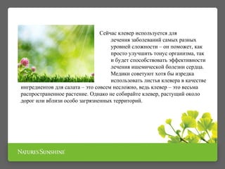 Сейчас клевер используется для
лечения заболеваний самых разных
уровней сложности – он поможет, как
просто улучшить тонус организма, так
и будет способствовать эффективности
лечения ишемической болезни сердца.
Медики советуют хотя бы изредка
использовать листья клевера в качестве
ингредиентов для салата – это совсем несложно, ведь клевер – это весьма
распространенное растение. Однако не собирайте клевер, растущий около
дорог или вблизи особо загрязненных территорий.
 