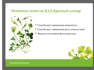 Основные свойства БАД Красный клевер
 Способствует повышению иммунитета
 Способствует заживлению ран и очистке кожи
 Является источником фитоэстрогенов
 