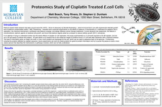 Matt Bosch, Tony Rivera, Dr. Stephen U. Dunham		
Department of Chemistry, Moravian College, 1200 Main Street, Bethlehem, PA 18018!
X
Ref. 2011, Wang !
	
•  E.coli	broth	:	N,N-dimethylformamide	(DMF).	
		
•  Op:cal	Density	of	broth	0.2-0.8		at	Abs595		
	
•  5,	10,	15,	20,	30	uM	cipla:n	in	DMF.	Final	
experimental	concetra:on	was	30	uM.	
	
•  2D	Assay:	1st	assay,	separa:on	of	proteins	by	
pH.		2nd	assay,	separa:on	by	molecular	
weight	
!
!
!
!
!
!
!
!
!
!
!
!
!
!
!
!
!
!
!
!
!
Platinum based metal research has been around since the 1970’s. Since it’s discovery by Barnett Rosenberg 1, which he found that E.coli cells experienced retarded growth
due to platinum contaminated media ( 1965, Rosenburg). Scientist have continued experiments on the effects of platinum in biochemistry to: understand its negative role in
replication, the chemical mechanisms, synthesize new platinum analogs, and design effective cancer therapy treatments. Current literature has researched, the effects of
monofunctional platinum agents on bacterial cell growth, and found that platinum agents acted as a stressor to reduce cellular growth (2013, Johnstone). !
 !
In an attempt in trying to understand further into the stress effects of cisplatin on cell replication, this study experimented on E.coli broth exposed to 30 uM cisplatin, and we
ran a 2D gel assay to analyze the proteins.  2D gels allows us to analyze the pI and molecular weight of proteins found in E.coli cells after interaction with a chemical stressor.  
This type of information gives us insight into what, or how, much proteins are expressed by the cell, which can be used to sequence back to the genome.  Furthermore,
knowing the proteins affected by cisplatin exposure, future experiments can look into these proteins for gene-to-protein information and try to puzzle the pieces to build a more
clearer picture that describes the mechanisms or pathways involved, which are not fully understood.!
Introduc*on	
Materials	and	Methods	
Results	
Figure	1.		2D	Gel	Assays	of	Escherichia	coli.	[A]	Reference	gel	page	(Expasy).	[B]	Experimental	gel	page	(	Control:	E.coli,	no	stress).	[C]	
Experimental	gel	page	(	Stress:	E.coli,	cispla:n).	
Discussion	 References	
Protein Accession No. Name pI M w
(kDa)
Function
P69441 Adenylate Kinase 5.6 22509 Phosphotransferase ADP
P37016 Yadk 5.5 28425 Adhesion
P0A858 Triosphosphase 5.5 26972 Glycolysis
P22939 Farnesyl diphosphate
synthase
5.3 22939 Catalyst of Steriod
intermidiates
P0AGD3 Superoxide dismutase 5.5 22150 Catalyst of superoxide
radicals
P05055 PNPase 5.1 83954 RNA degrading protein
Table	1.	List	and	characteriza:on	of	iden:ﬁed	proteins	made	by	E.coli					
From observing the results, Gel C containing the cisplatin sample showed fewer protein spots than the control Gel B. Using the differences in the
gels we can conclude that cisplatin had an effect on E. coli in the production of the missing proteins all found at a pI of about 5.0, and ranging from
25 to 75 kDa. The large bands found towards the bottom of the gels are presumably a build up of proteins that were two small to get caught in the
gel. This could have been caused by degradation of the proteins during preparation of cell lysis.!
!
Studies show that “the regulation of two proteins, aconitate hydratase 2 and 60 kDa chaperonin 1, could be linked to a platinated amino acid in a
protein sequence” (Stefanopoulou, 2011). Other proteins that can be affected by cisplatin are: GyrB (DNA gyrase), hydrogenase-4 component G
(hyfG), malate dehydrogenase (MdH), and target enzyme enolase (Eno). Enolase is an important metabolite used in glycolysis which plays a role as
a catalyst in the pathway that converts two phosphoglycerate into phosphoenolpyruvate. Chaperone protein DnaK (DnaK), that enables the refolding
of proteins, are affected by platination of its peptide side chains, which induces a stress response.!
!
The two gels in our experiment show that cisplatin had an effect on the protein proﬁle of E.coli cells. During our preparation, we identiﬁed that at 30
uM of cisplatin, the platination of the E.coli broth acted as a stress by lowering the absorbance. Therefore, cisplatin is a chemical stressor that
impedes the success of cellular replication.!
1. Rosenberg B. In: Cisplatin: Chemistry and Biochemistry of a Leading
Anticancer Drug. Lippert B, editor. Verlag Helvetica Chimica Acta;
Zürich: 1999. p. 1.
2. Johnstone, Timothy C., Sarah M. Alexander, Wei Lin, and Stephen J.
Lippard. "Effects of Monofunctional Platinum Agents on Bacterial Growth:
A Retrospective Study." J. Am. Chem. Soc. Journal of the American
Chemical Society 136.1 (2014): 116-18. Web.
3. Stefanopoulou, Maria, Malte Kokoschka, William S. Sheldrick, and Dirk
A. Wolters. "Cell Response of Escherichia Coli to Cisplatin-induced
Stress." Proteomics PROTEOMICS 11.21 (2011): 4174-188. Web.
4. Park, G. Y., J. J. Wilson, Y. Song, and S. J. Lippard. "Phenanthriplatin, a
Monofunctional DNA-binding Platinum Anticancer Drug Candidate with
Unusual Potency and Cellular Activity Profile." Proceedings of the
National Academy of Sciences 109.30 (2012): 11987-1992. Web.
 