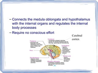 – Connects the medula oblongata and hypothalamus
with the internal organs and regulates the internal
body processes
– Require no conscious effort
Cerebral
cortex
 