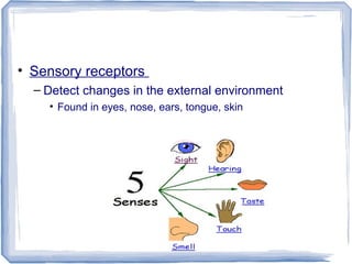 • Sensory receptors
– Detect changes in the external environment
• Found in eyes, nose, ears, tongue, skin
 