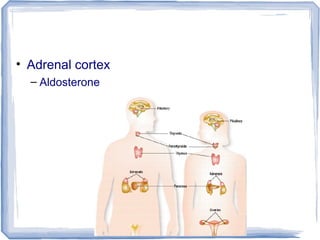 • Adrenal cortex
– Aldosterone
 