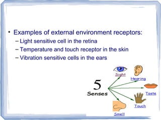 • Examples of external environment receptors:
– Light sensitive cell in the retina
– Temperature and touch receptor in the skin
– Vibration sensitive cells in the ears
 