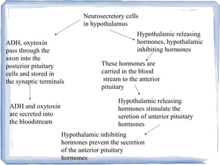 Neurosecretory cells
in hypothalamus
ADH, oxytoxin
pass through the
axon into the
posterior pituitary
cells and stored in
the synaptic terminals
ADH and oxytoxin
are secreted into
the bloodstream
Hypothalamic releasing
hormones, hypothalamic
inhibiting hormones
These hormones are
carried in the blood
stream to the anterior
pituitary
Hypothalamic releasing
hormones stimulate the
seretion of anterior pituitary
hormones
Hypothalamic inhibiting
hormones prevent the secretion
of the anterior pituitary
hormones
 