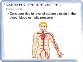 • Examples of internal environment
receptors :
–Cells sensitive to level of carbon dioxide in the
blood, blood osmotic pressure
 