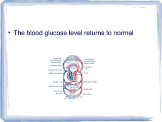 • The blood glucose level returns to normal
 