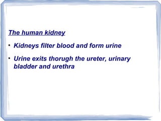 The human kidney
• Kidneys filter blood and form urine
• Urine exits thorugh the ureter, urinary
bladder and urethra
 