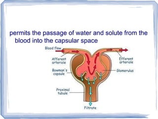 permits the passage of water and solute from the
blood into the capsular space
 