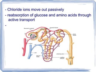 - Chloride ions move out passively
- reabsorption of glucose and amino acids through
active transport
-
 