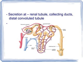 - Secretion at – renal tubule, collecting ducts,
distal convoluted tubule
-
 