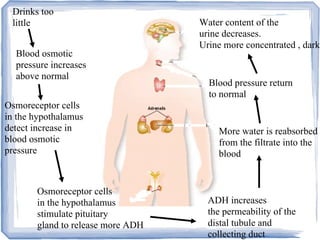 Drinks too
little
Blood osmotic
pressure increases
above normal
Osmoreceptor cells
in the hypothalamus
detect increase in
blood osmotic
pressure
Osmoreceptor cells
in the hypothalamus
stimulate pituitary
gland to release more ADH
ADH increases
the permeability of the
distal tubule and
collecting duct
More water is reabsorbed
from the filtrate into the
blood
Blood pressure return
to normal
Water content of the
urine decreases.
Urine more concentrated , dark
 