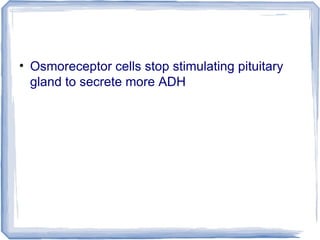 • Osmoreceptor cells stop stimulating pituitary
gland to secrete more ADH
 